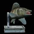 zander-trophy-7.png zander / pikeperch / Sander lucioperca fish in motion trophy statue detailed texture for 3d printing