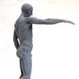 houdon_ecorche_smd.jpg human body grassetti ecorche stl model for 3d print