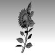 k8.jpg TOURNESOL