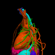 2.png 3D Model of Cardiovascular System, Thorax and Abdomen