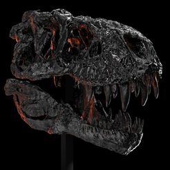 Imagen1123.jpg Tyrannosaurus Rex "Tristan Otto" Skull