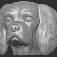 13.jpg Spaniel Cavalier dog head for 3D printing