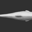 11.jpg Grass carp fish for 3D printing