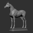 12.png Arabian Horse