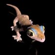 Pachydactylus-Rangei_BodenDark0003.jpg Namib Gecko -Pachydactylus rangaii-with full size texture + Zbrush Originals-STL 3D Print File-High Polygon