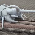 20260510_174341.jpg Scolopendra