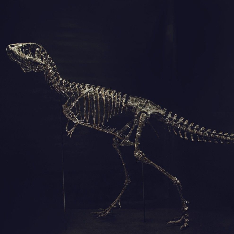 DSC_0271_Cults.jpg Download OBJ file Life size baby T-rex skeleton - Part 09/10 • 3D printable design, Inhuman_species