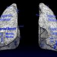 lung-pulmonary-segment-anatomy-3d-model-blend-8.jpg Lung Pulmonary segment anatomy 3D model