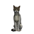 yuu.png CAT - DOWNLOAD CAT 3d model - animated for blender-fbx-unity-maya-unreal-c4d-3ds max - 3D printing CAT CAT - POKÉMON - FELINE - LION - TIGER