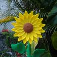 IMG_20200621_182850.jpg sunflower flower plant