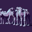 02.jpg four toy camels, for creating scenes or just for playing