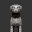 Border-terrier7.jpg Border terrier 3D print model