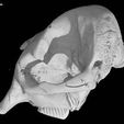 specimen-1.jpg Elephas maximus, Asian Elephant skull