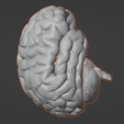 5.png 3D Model of Human Brain v3