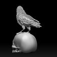 4234234234.jpg bird crow