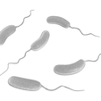 Vibrio_Cholerae_Bacteria_Render.png Microscopic Life Collection 01