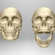 Skull-articulated11.jpg Skull articulated