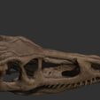 ZBrush-Document14.jpg Dilophosaurus Skull