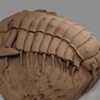 Trilobite.jpg Trilobite