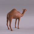 CamelPr_0004.jpg Animales del desierto del Sáhara