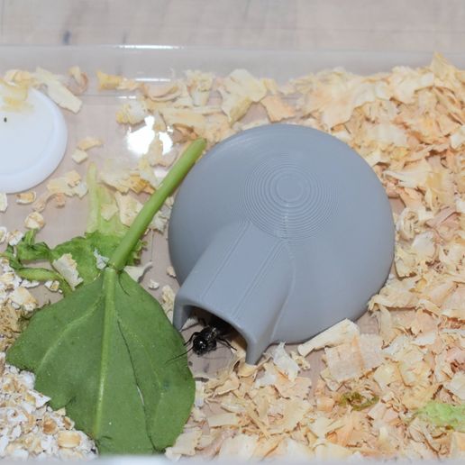 Image23.jpg Grillo Iglo Nido