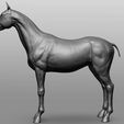 3.jpg Horse Breeds Collection