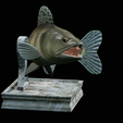 zander-trophy-6.png zander / pikeperch / Sander lucioperca fish in motion trophy statue detailed texture for 3d printing