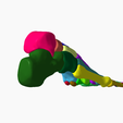 6.png SKELETON OF THE RIGHT FOOT 3D SEGMENTED - 28 PARTS