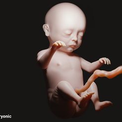 month_9.jpg Fichier 3D Mois 9 Embryon humain (stade bébé)・Modèle imprimable en 3D à télécharger