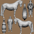farrahbta.png Farrah, la giumenta di razza warmblood
