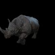 4846-POLY.jpg Rhino Walk ANIMATED