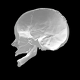 Screen-Shot-2023-02-03-at-2.46.08-PM.png 3D file Half Skull Anatomical Model・Model to download and 3D print