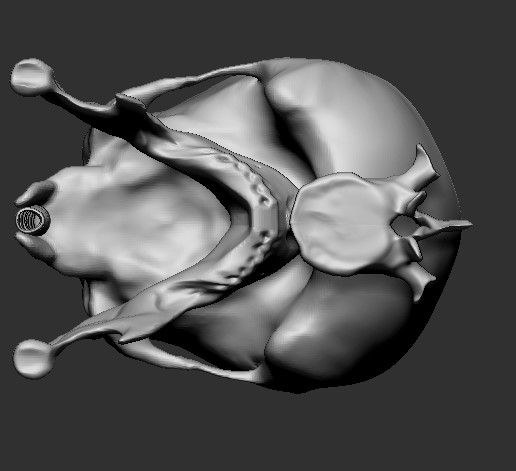 g3.jpg Giger Skull Concept