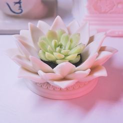 IMG_3230.jpg Free STL file Lotus Pot for Succulents・3D printable object to download