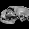 3.jpg Cat Skull Study