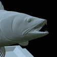 zander-open-mouth-tocenej-49.png fish zander / pikeperch / Sander lucioperca trophy statue detailed texture for 3d printing