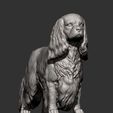 spaniel8.jpg 3D-Datei Spaniel cavalier king charles 3D-Druck Modell・Modell zum Herunterladen und 3D-Drucken