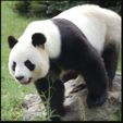 G1.jpeg panda