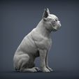 boston-terrier6.jpg boston terrier 3D print model