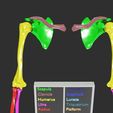 upper-limbs-with-girdle-color-coded-3d-model-3.jpg upper Limbs with girdle color coded 3D model