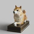 doge-meme.2099.jpg DOGE MEME-Shiba Inu -dogecoin-- Canine