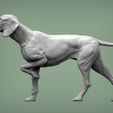 Hungarian-vizsla2.jpg Hungarian vizsla Hungarian Pointing Dog 3D print model