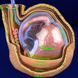 file-12.jpg testis with covering layers 3D model