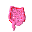 5.png Lower gastrointestinal tract segmented