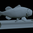 Bass-mouth-2-statue-4-24.png fish Largemouth Bass / Micropterus salmoides in motion open mouth statue detailed texture for 3d printing