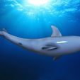 Shark1.2.jpg STL file Great white shark・3D printable model to download