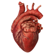 Heart_002.png Anatomical model of the human heart