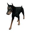 01.jpg DOG DOG DOWNLOAD Dóberman 3d model Animated for Blender - fbx - unity - maya - unreal - c4d - 3ds max - 3D printing DOBERMAN DOG DOG PET CANINE POLICE WOLF DOG