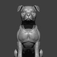 American-Staffordshire-Terrier13.jpg American Staffordshire Terrier 3D print model