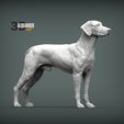 rhodesian-ridgeback5.jpg Rhodesian ridgeback 3D print model